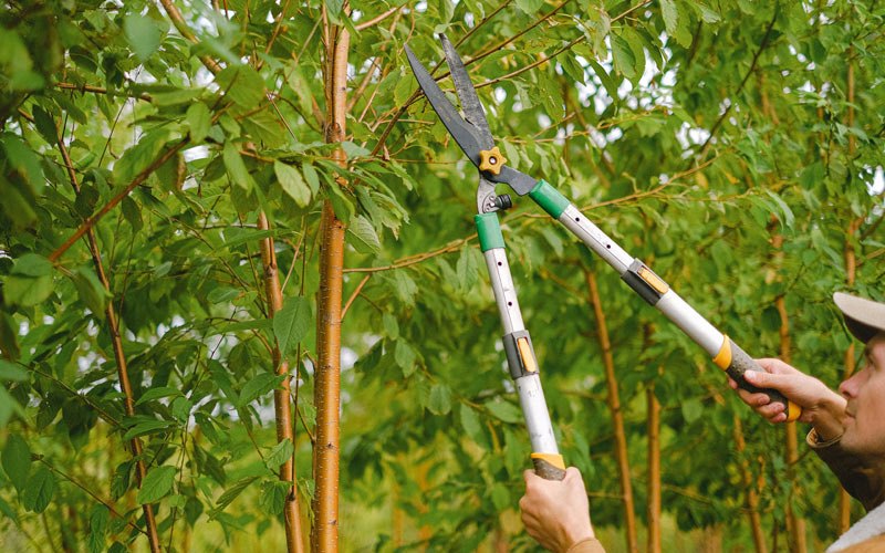 Tree trimming in Linden, WI